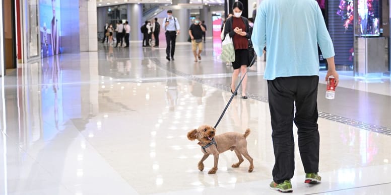 Las mejores plazas pet friendly en CDMX